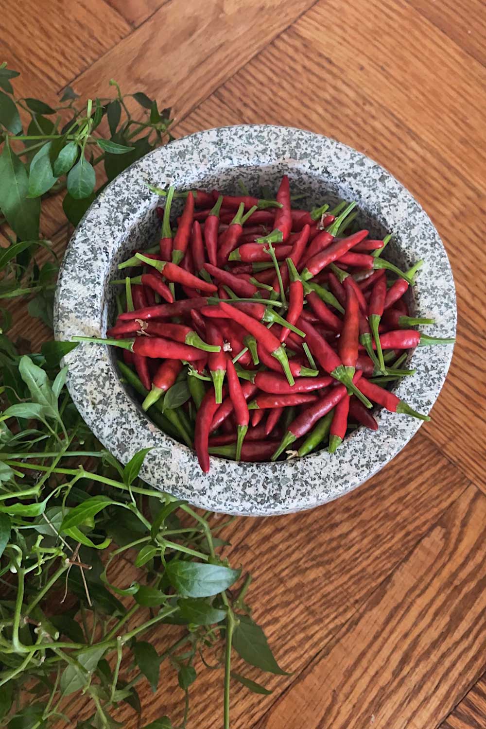 spicy-thai-chilis-harvested-from-indoor-vegetable-garden