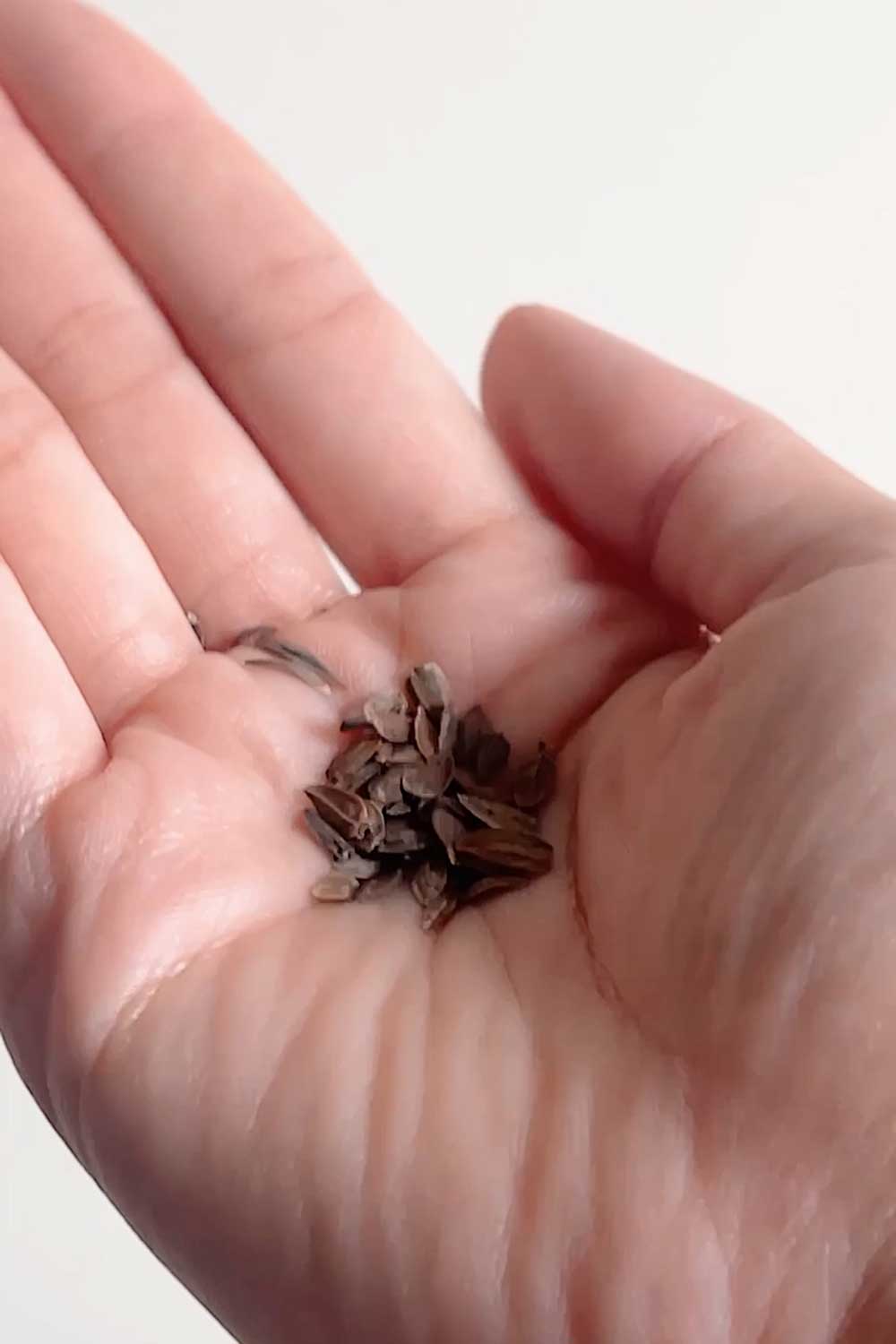starting-seeds-in-the-letpot-lph-home-indoor-garden