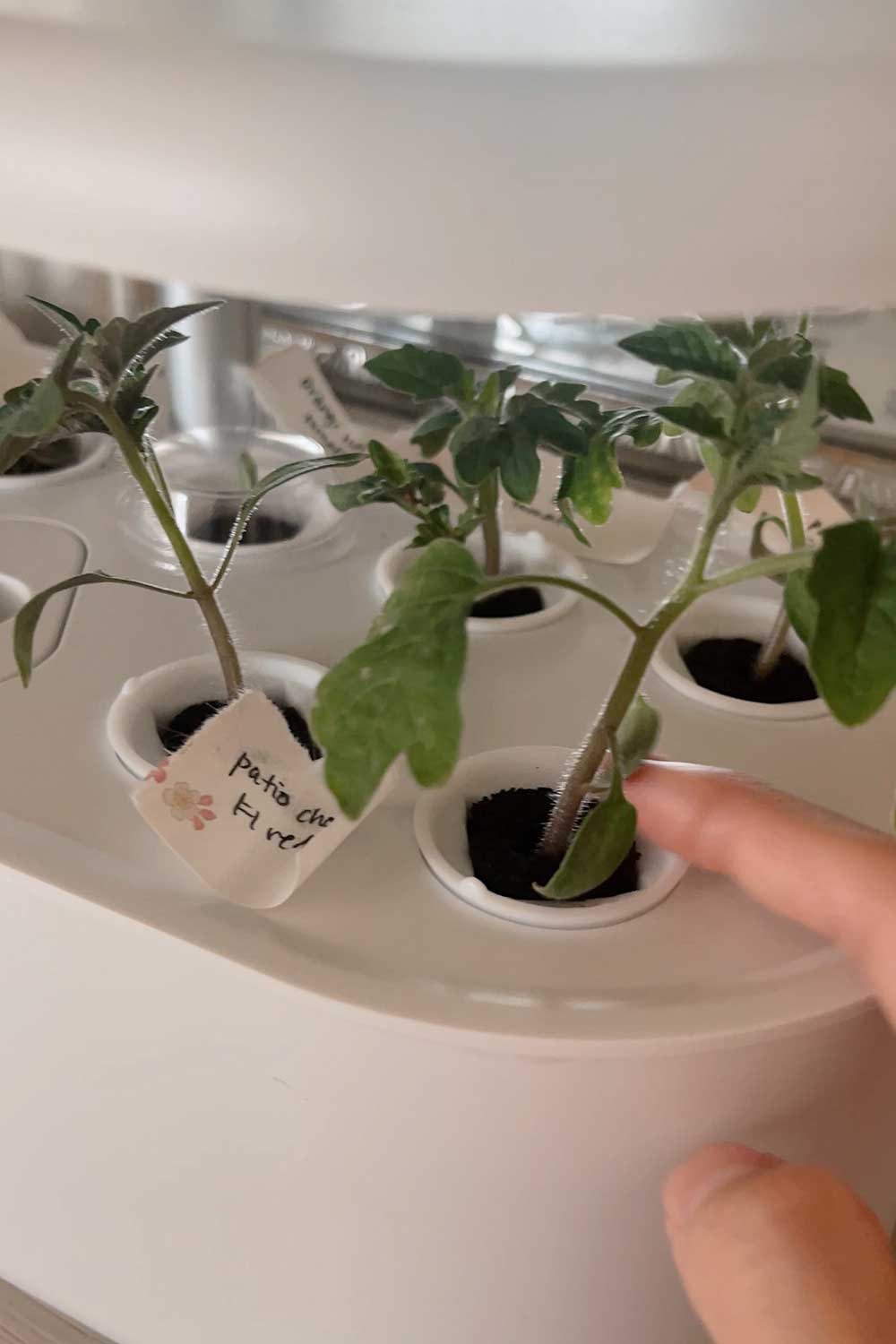 How to Grow Tomatoes Indoors