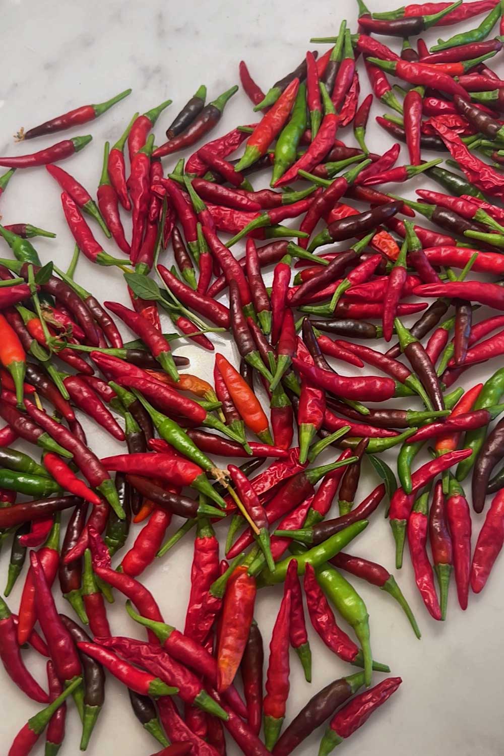 super-hot-thai-chilis-grow-indoors-in-hydroponic-garden