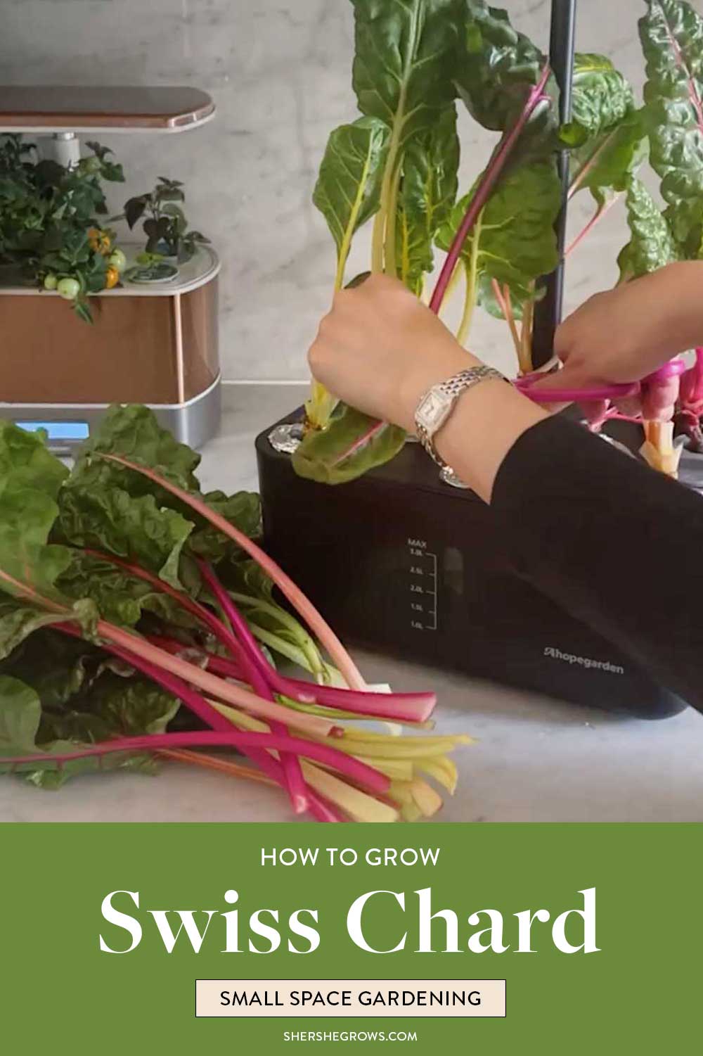 How To Grow Swiss Chard Indoors How To Grow Swiss Chard Indoors