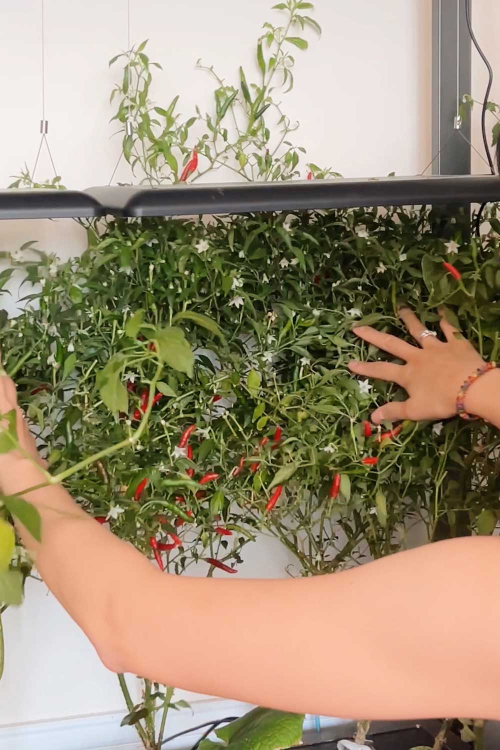 thai-birds-eye-chilis-grown-indoors-in-aerogarden-farm