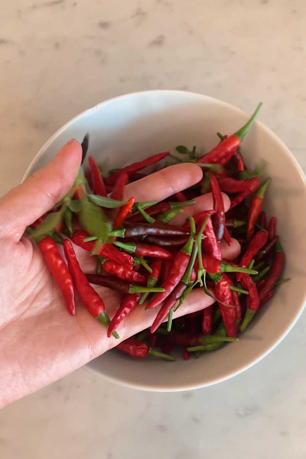 thai-chili-peppers-birds-eye