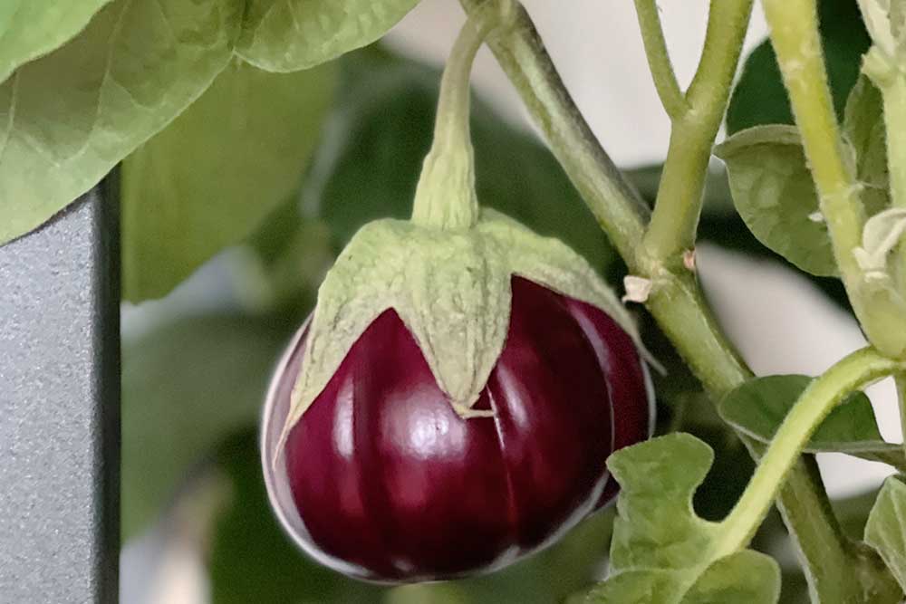 thai-purple-eggplant-growing-tips