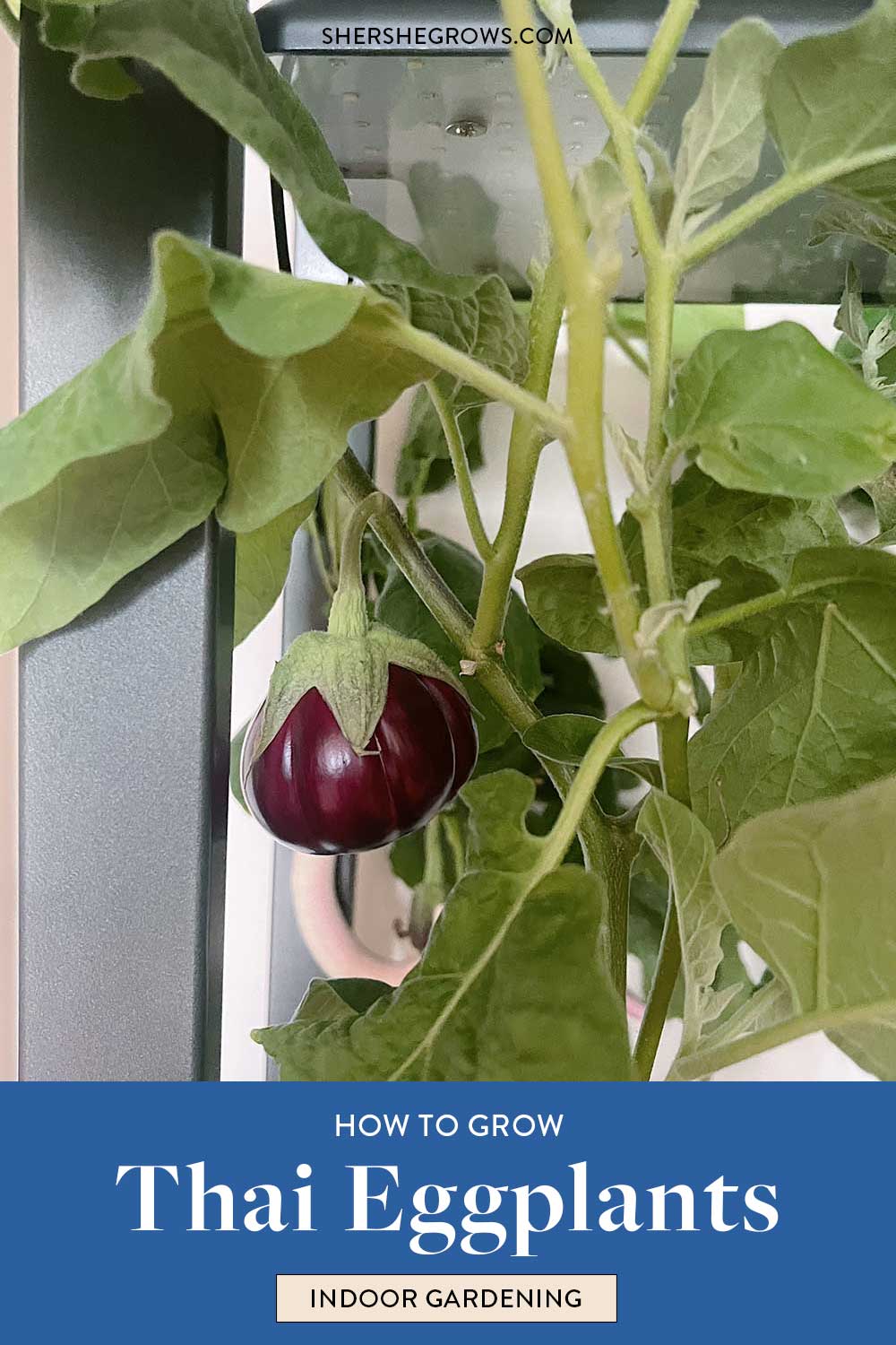thai-ribbed-eggplant-growing-tips-aerogarden-farm