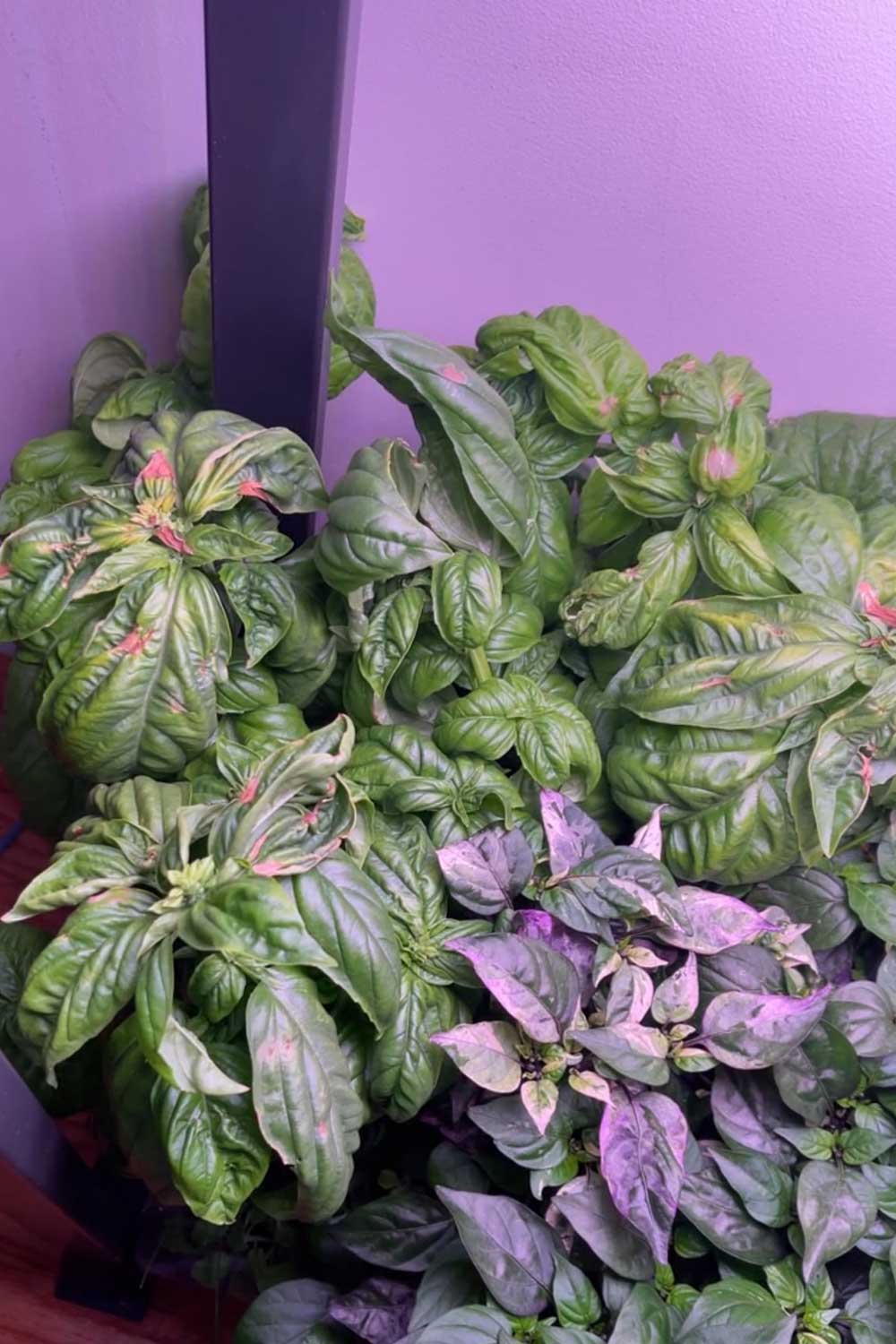 tips-for-growing-herbs-in-aerogarden