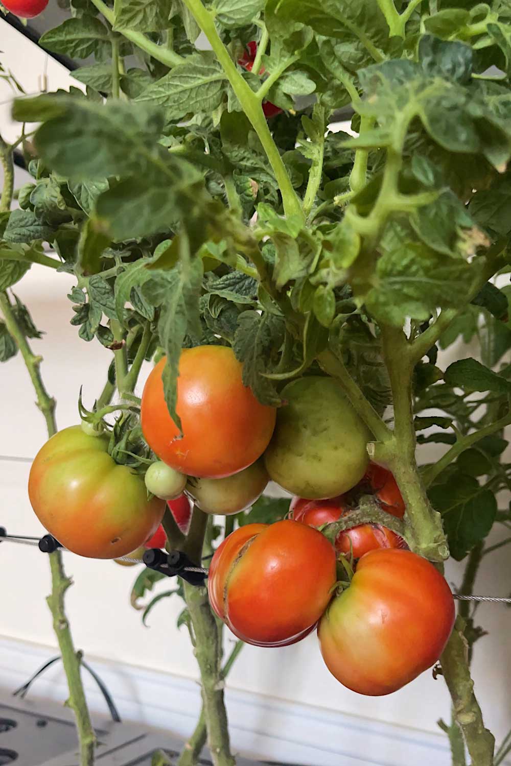 tips-for-growing-large-tomatoes-indoors