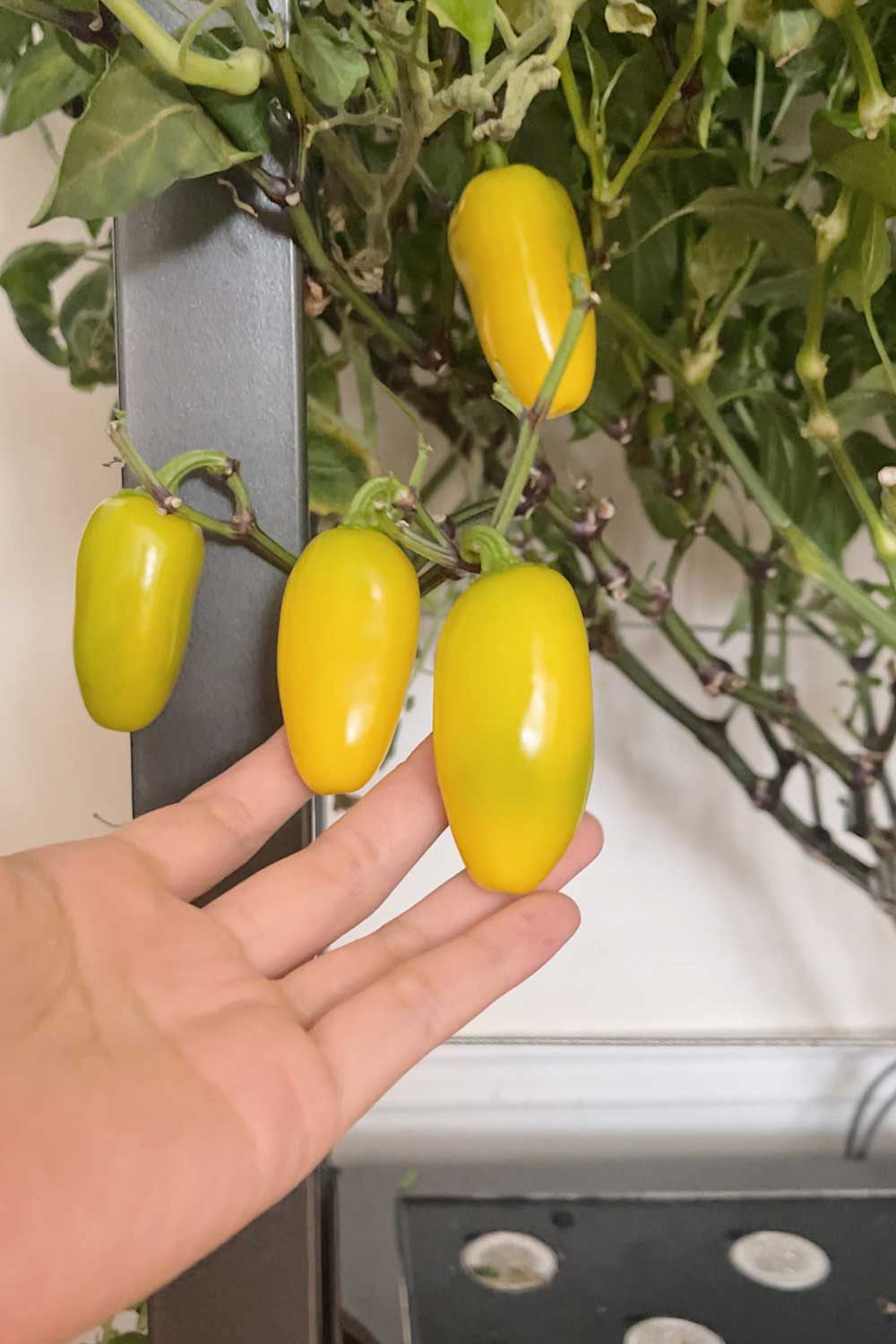 tips-for-growing-lemon-jalapenos-indoors-