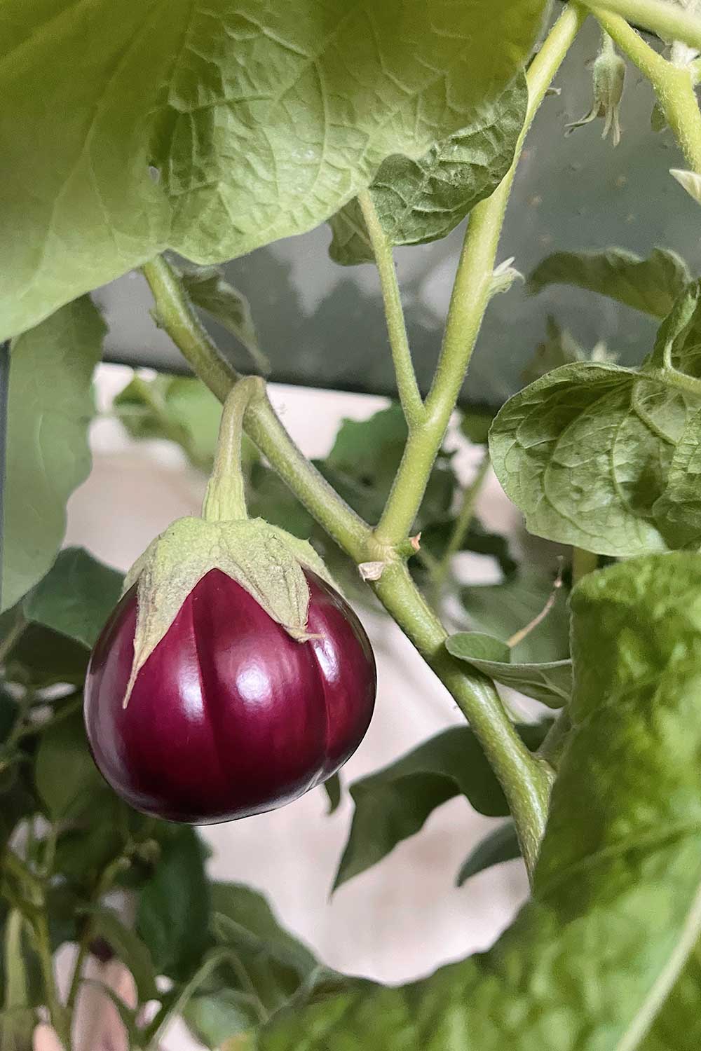tips-for-growing-thai-purple-ribbed-eggplant-from-seed