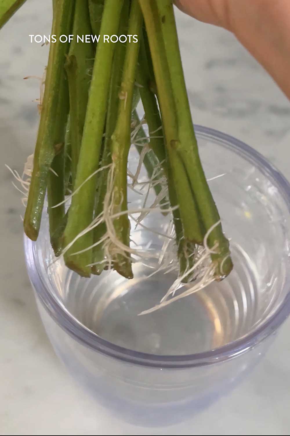 tomato-cuttings-bumps-form-new-roots