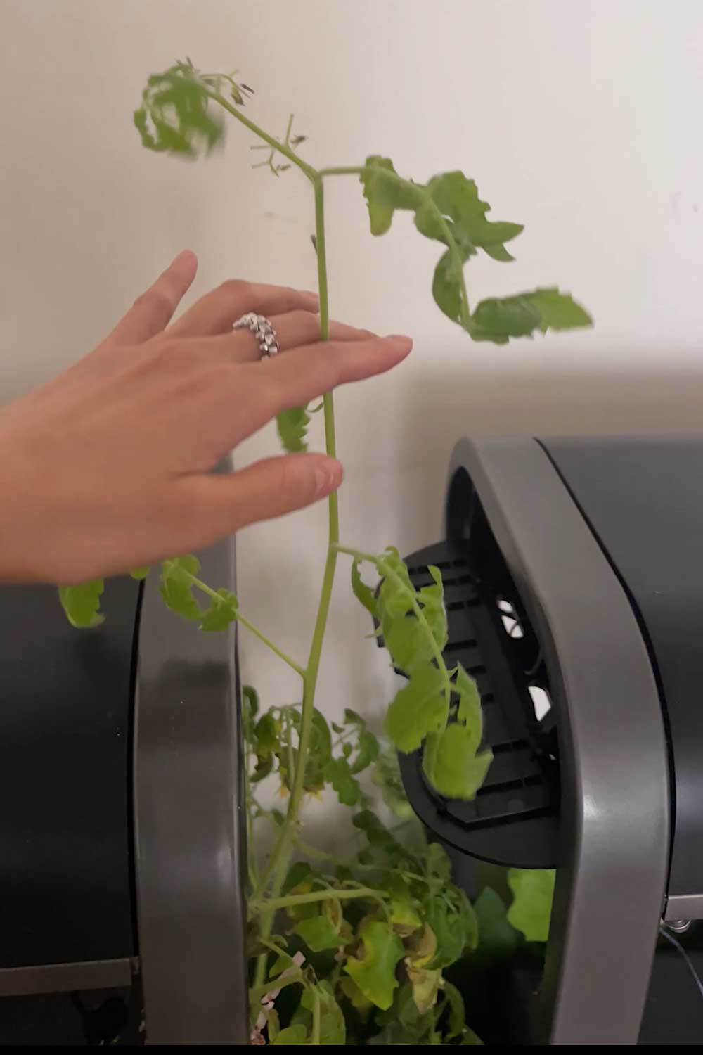 tomato-plants-growing-outside-aerogarden-indoor-garden