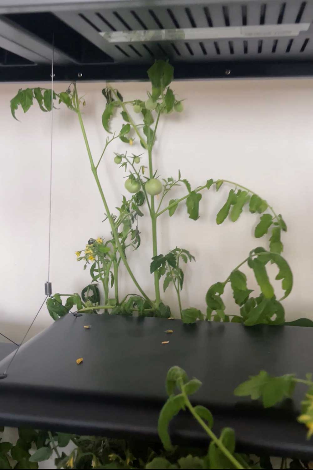 tomatoes-growing-too-tall-for-aerogarden-farm