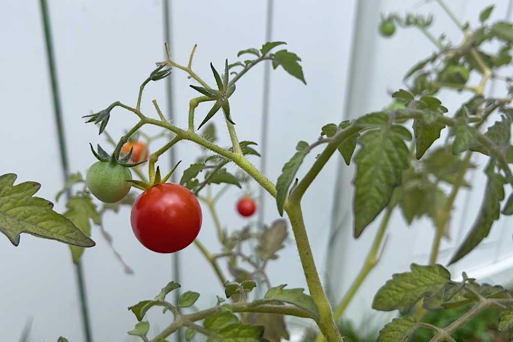 transplanting-aerogarden-tomatoes-outdoors