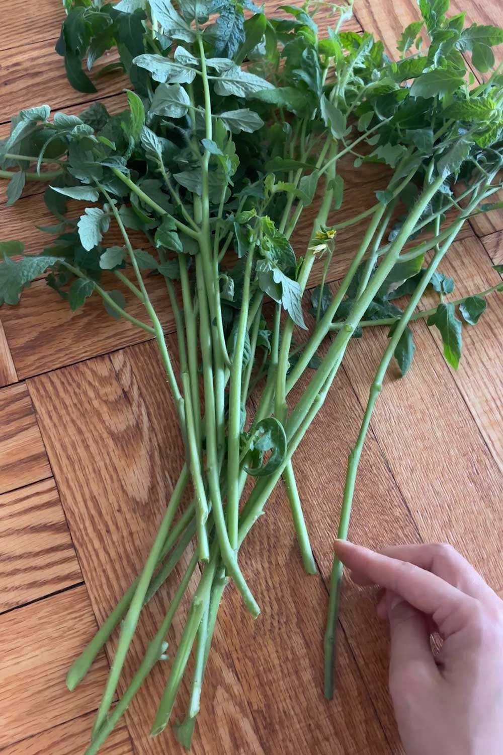 transplanting-tomato-cuttings