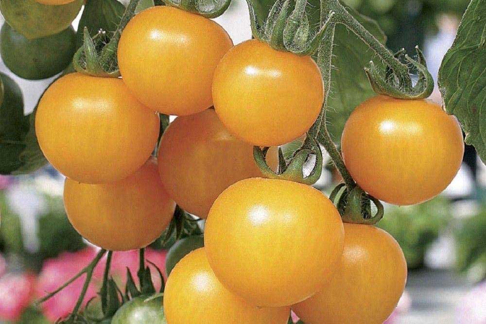tumbling-tom-yellow-cherry-tomato
