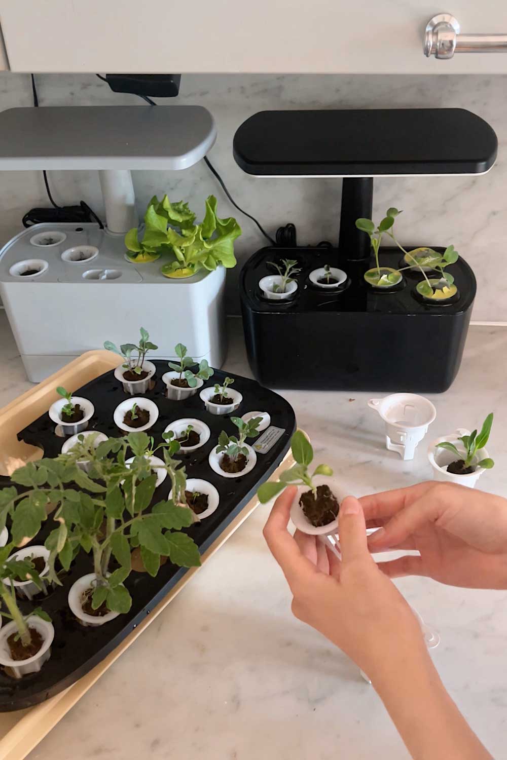 using-letpot-max-indoor-garden-to-start-seeds