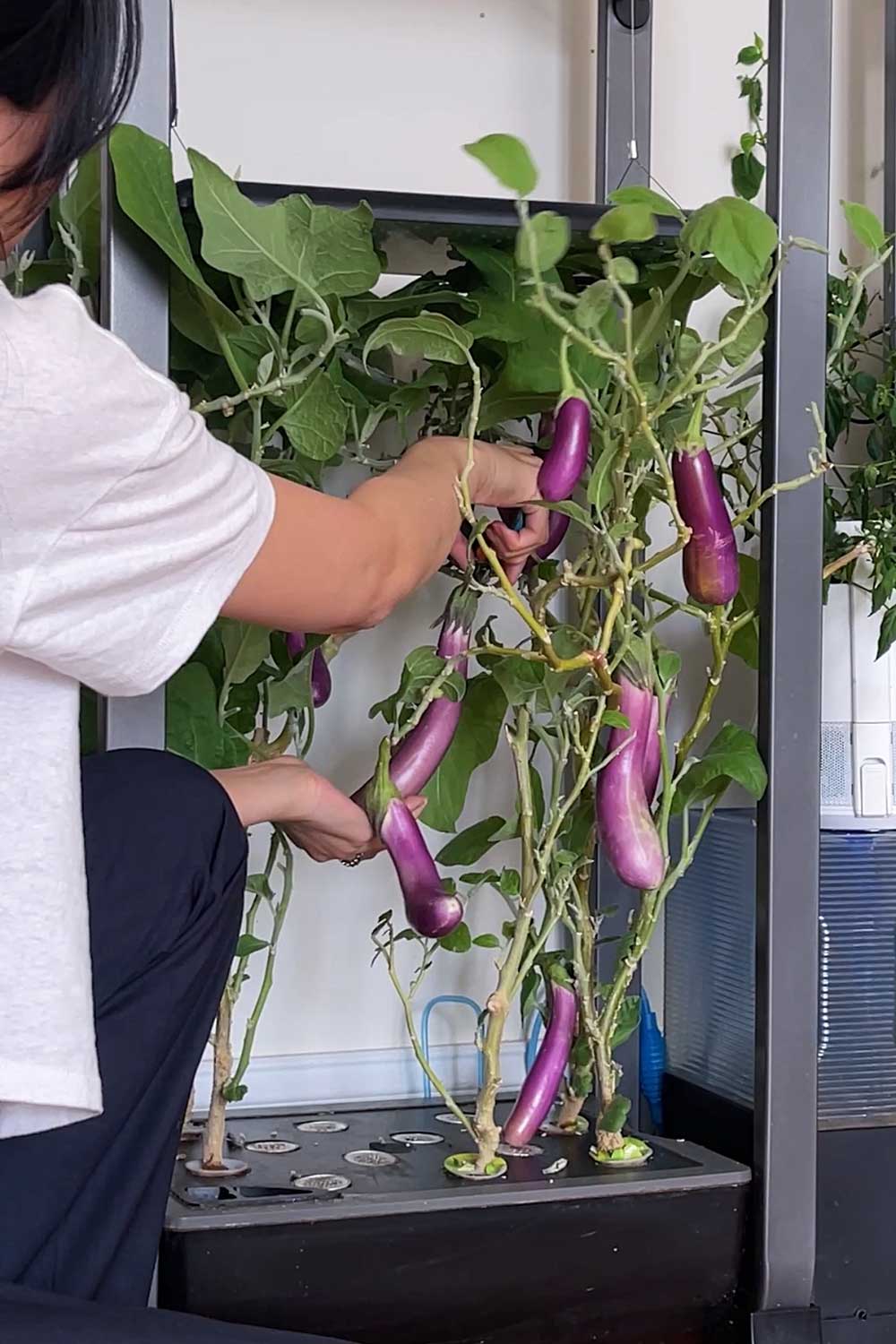 vertical-indoor-garden-filled-with-hydroponic-eggplants-aerogarden-farm-xl