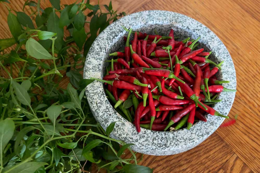 what-to-do-with-thai-dragon-chilies