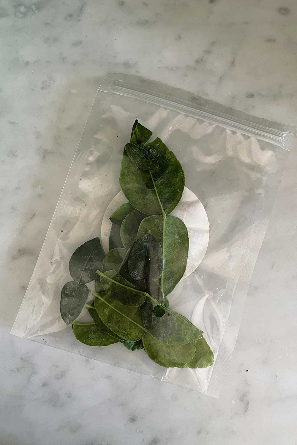 where-to-buy-kaffir-lime-leaves-nyc