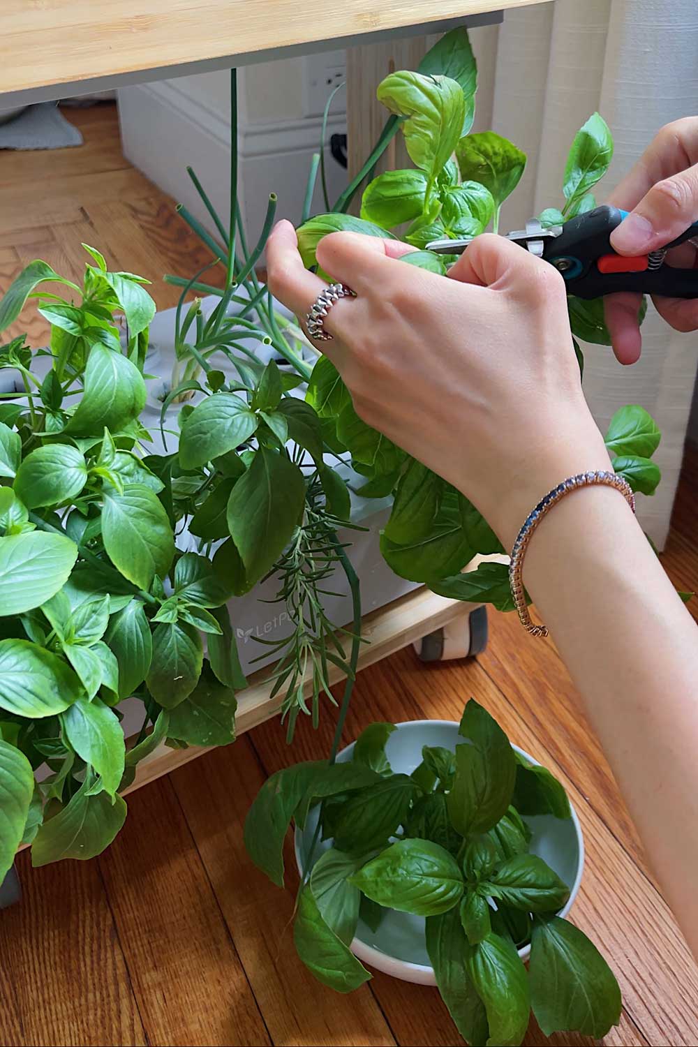 where to buy seeds for hydroponic indoor garden system