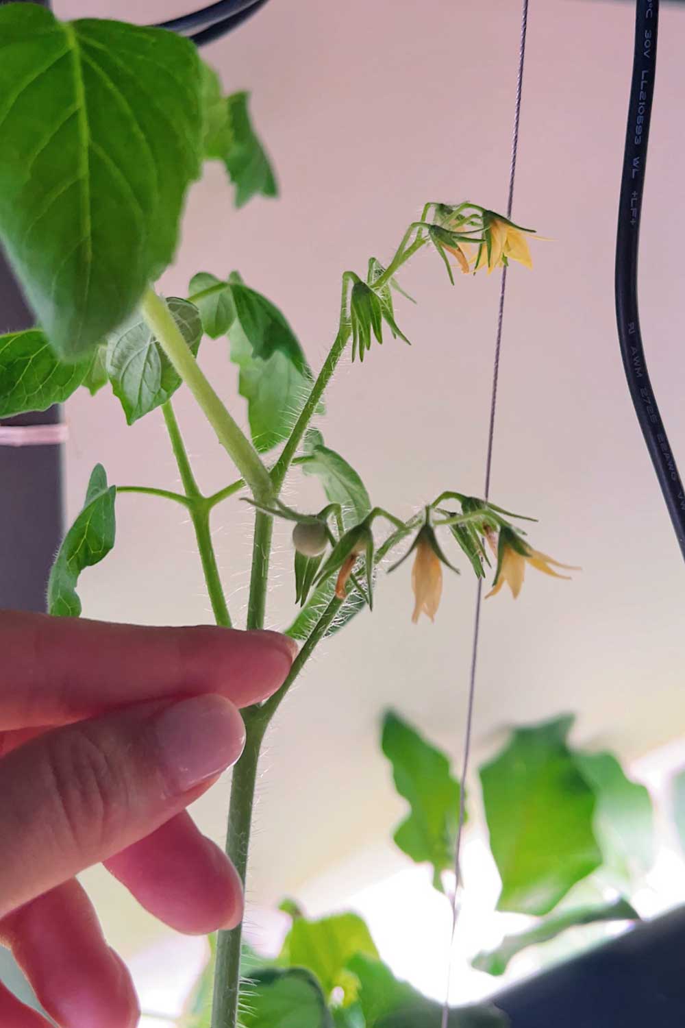 yellow-tomato-flowers-self-pollinating