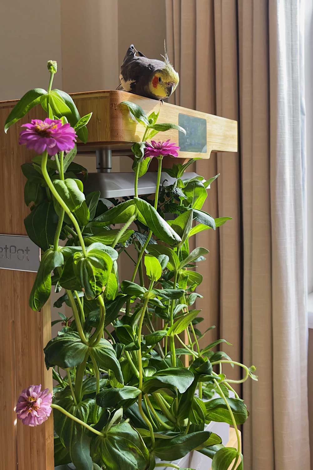 zinnias grown indoors letpot home hydroponic flowers